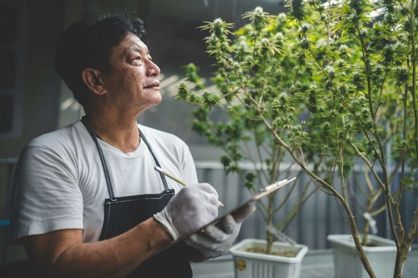 Formation professionnelle herboristerie: devenez expert en ligne